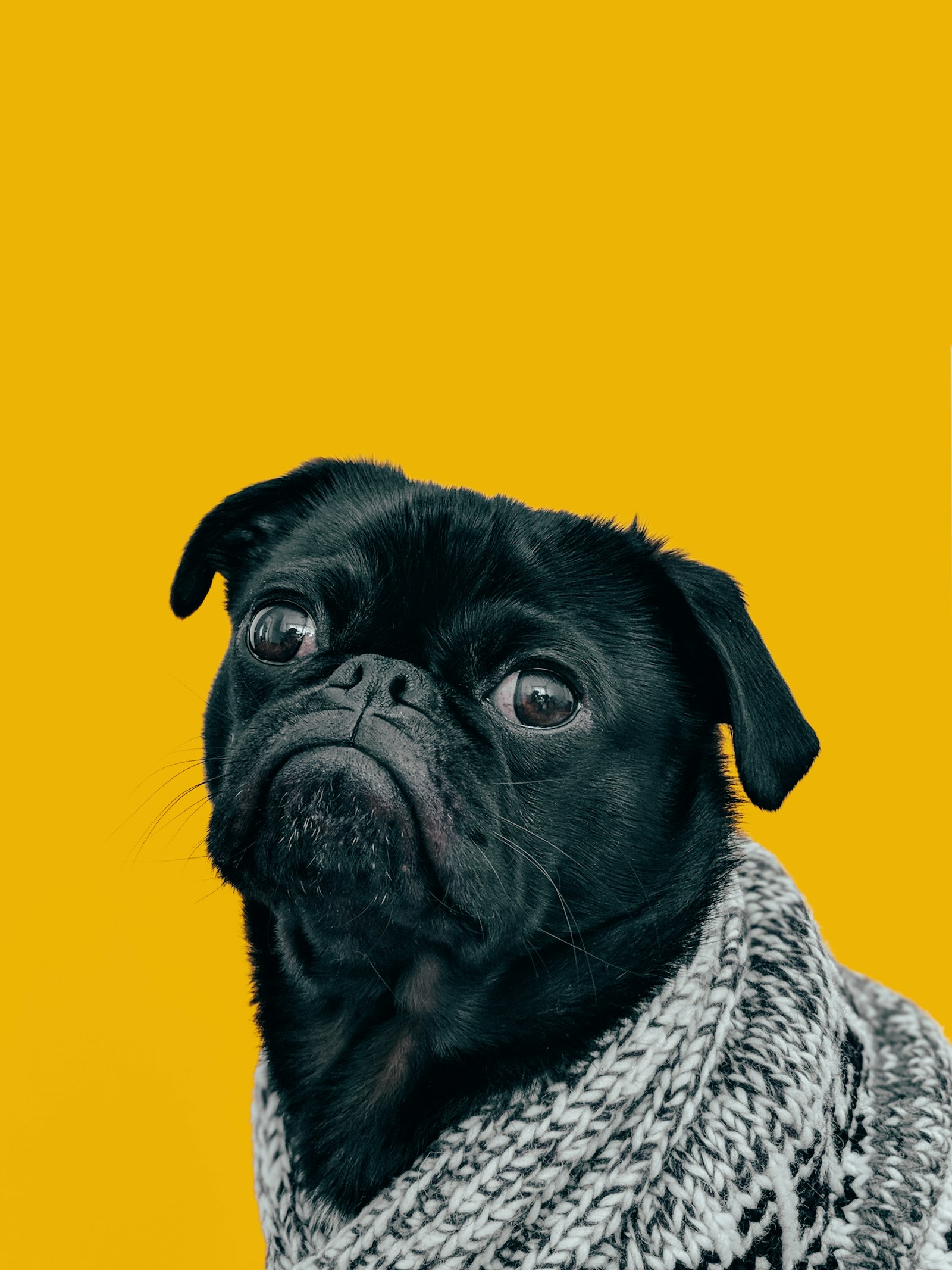Ein Hund kaut entspannt auf einem Zoys Kaffeeholz