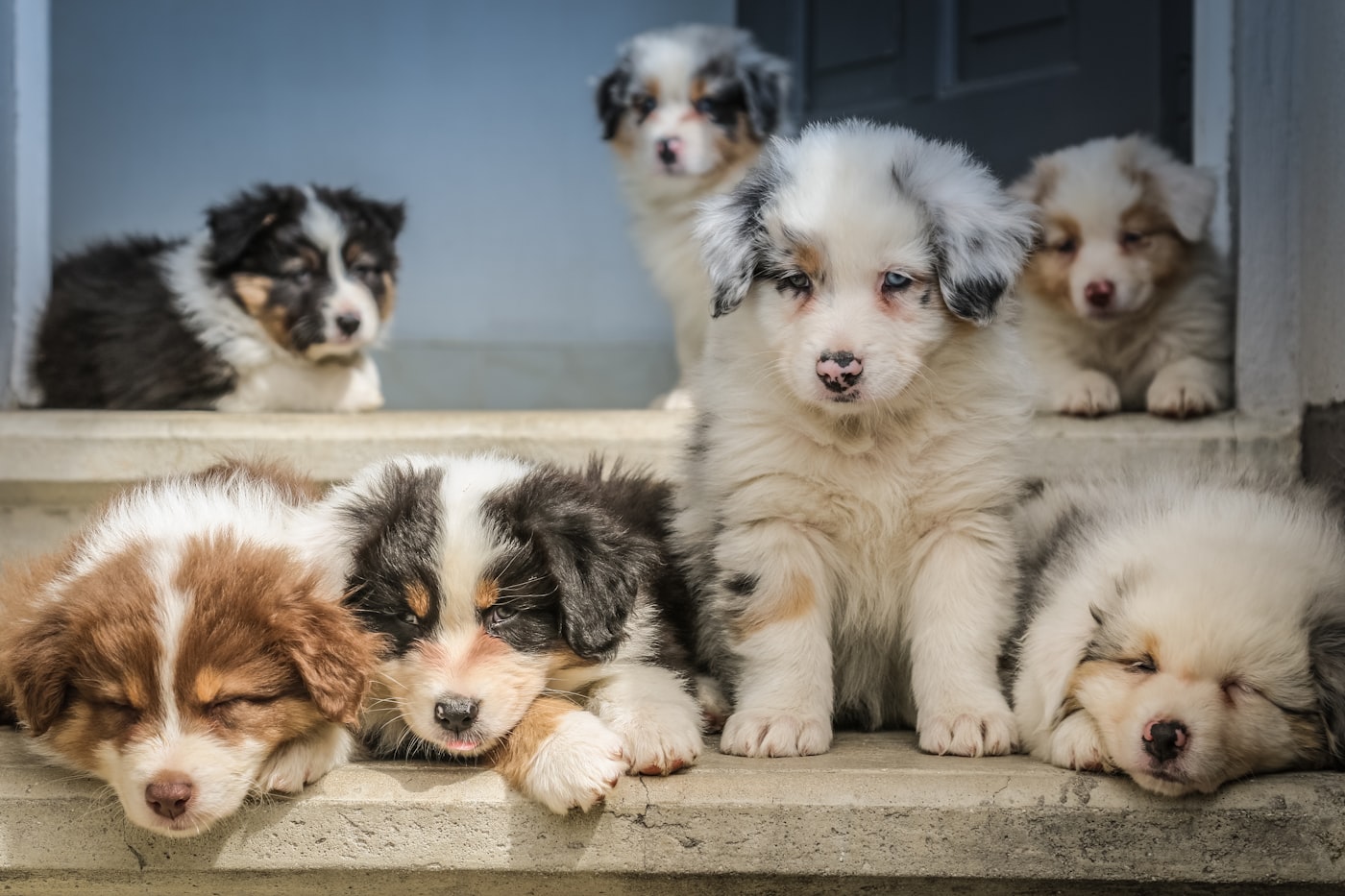 Glücklicher Hund kaut auf natürlichem Kaffeeholz