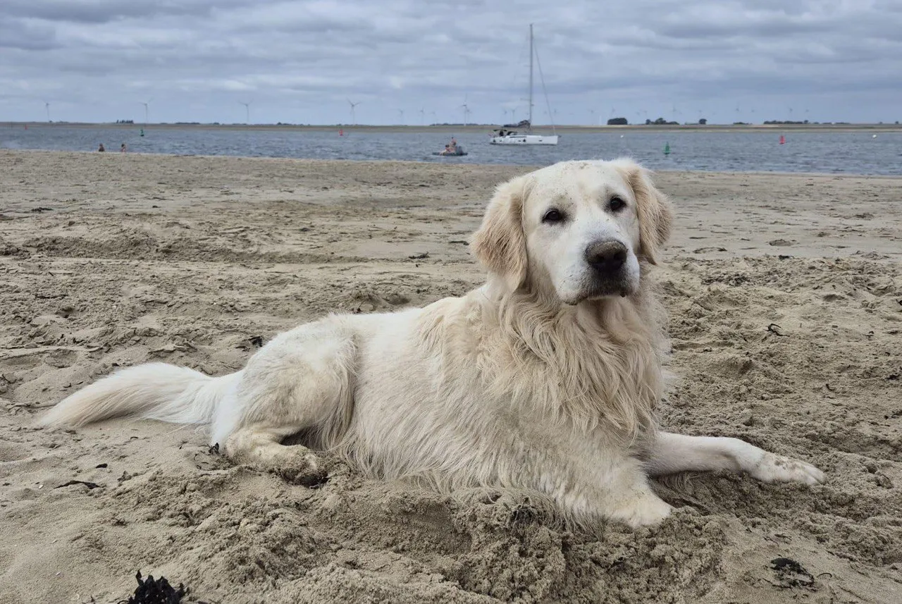 Weißer Golden Retriever Zeus entspannt am Strand